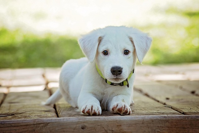 First-Time Puppy Parent?